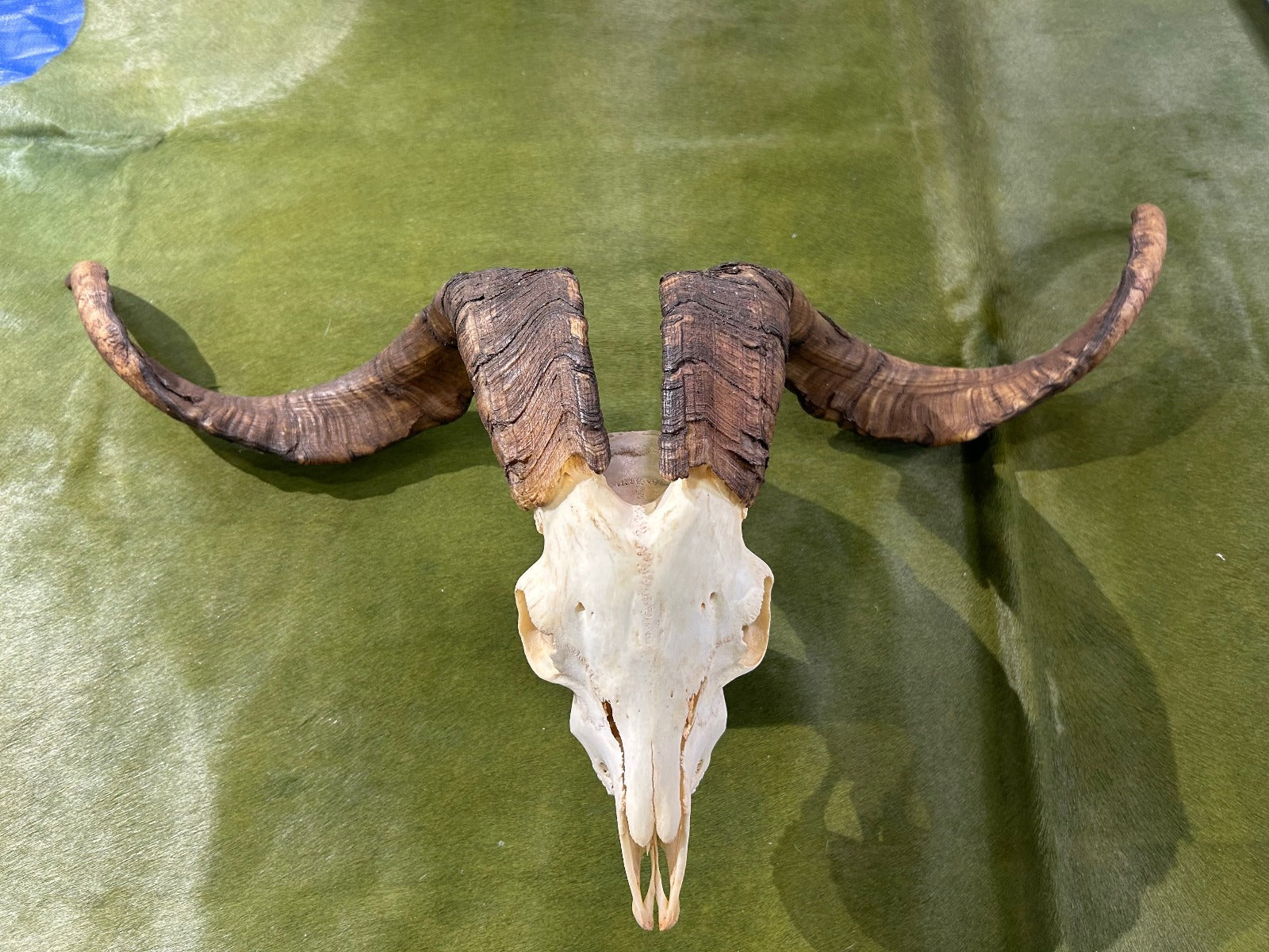 Ram Skull - Real Angora Ram Horns and Skull - Approx Size: 21LX35WX10D inches - Made for Wall Hanging with Metal Bracket on the Back
