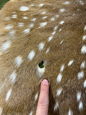 2nd Axis Deer Skin (a few holes) Size: 35x27" M-1628