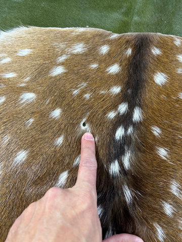 2nd Axis Deer Skin (a few holes) Size: 34x34" M-1629