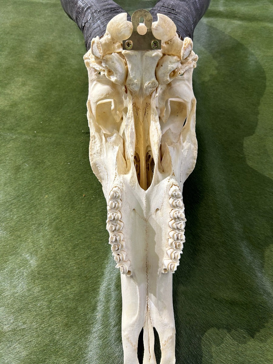 Huge Real Hartebeest Skull /Large Male Antelope Horns TAXIDERMY ANIMAL SKULL/ Red Hartebeest Skull