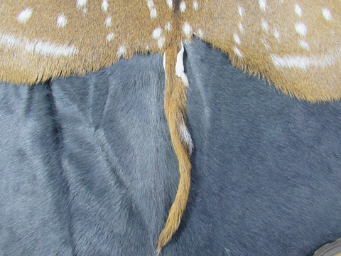 Top Grade Axis Deer Skin (1 small hole/ has tail) - Size: 42"x39" Axis-679