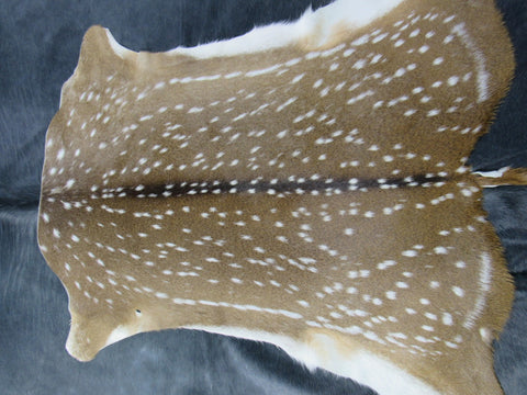 Top Grade Axis Deer Skin (1 small hole/ has tail) - Size: 42"x39" Axis-679