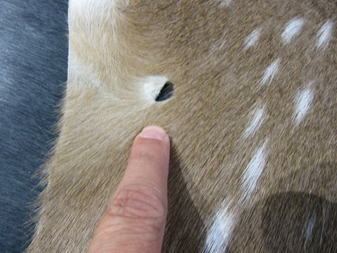 Top Grade Axis Deer Skin (1 small hole/ has tail) - Size: 42"x39" Axis-679