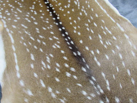 Top Grade Axis Deer Skin (1 small hole/ has tail) - Size: 42"x39" Axis-679