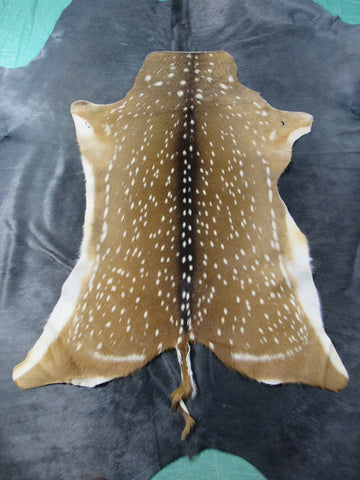 Huge Axis Deer Skin (3 small holes/ 1 scratch/ has tail) Size: 54x41" Axis-680