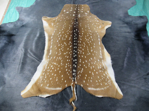 Huge Axis Deer Skin (3 small holes/ 1 scratch/ has tail) Size: 54x41" Axis-680