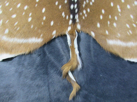 Huge Axis Deer Skin (3 small holes/ 1 scratch/ has tail) Size: 54x41" Axis-680