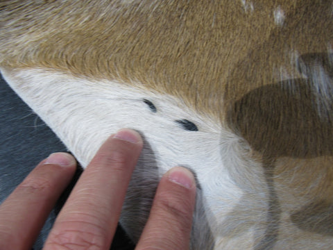 Huge Axis Deer Skin (3 small holes/ 1 scratch/ has tail) Size: 54x41" Axis-680