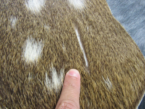 Huge Axis Deer Skin (3 small holes/ 1 scratch/ has tail) Size: 54x41" Axis-680