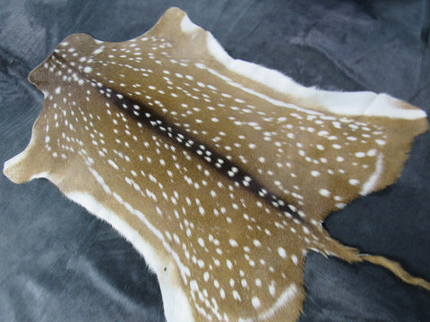 Top Grade Axis Deer Skin (2 holes/ super long tail) - Size: 51"x39" Axis-681