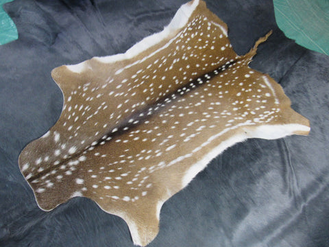 Top Grade Axis Deer Skin (2 holes/ super long tail) - Size: 51"x39" Axis-681