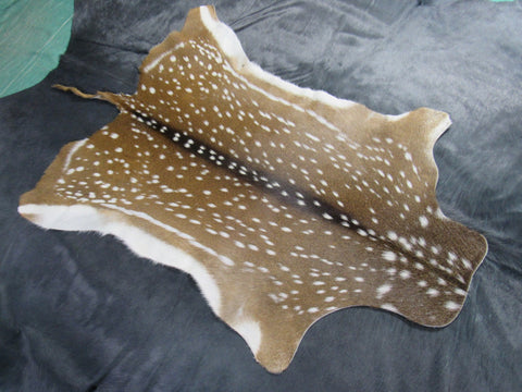 Top Grade Axis Deer Skin (2 holes/ super long tail) - Size: 51"x39" Axis-681