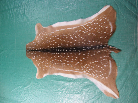 Top Grade Axis Deer Skin - Size: 45" x 36" Axis-683