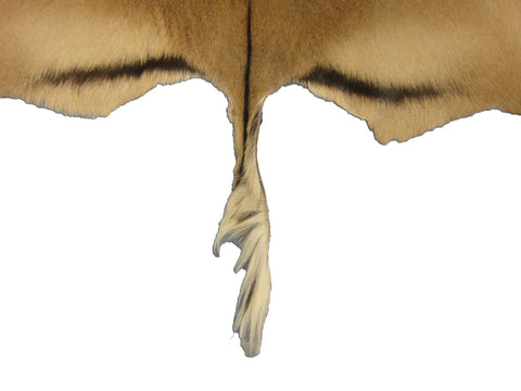 African Impala Antelope Hide Skin buckskin similar to cowhide rug or goat skin