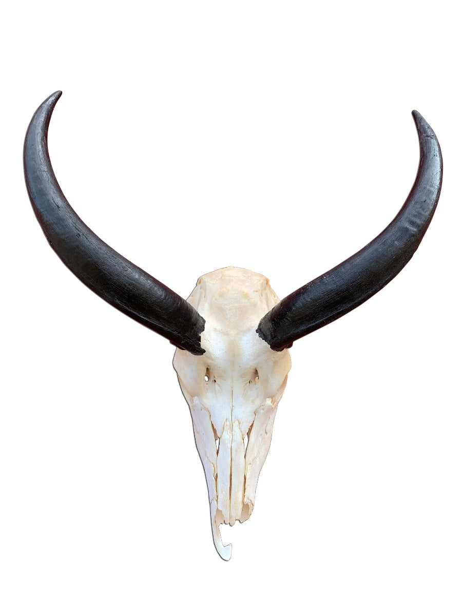 Real Kudu Skull African Antelope Horn + Skull (Horns are around 15 inches measured around the curls)