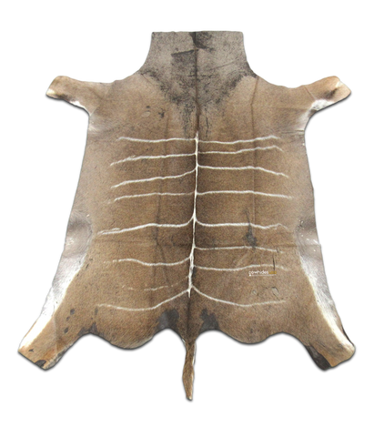 African Kudu Skin Antelope buck skin similar to cowhide rug Kudu Antelope Hide