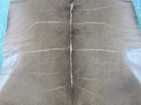 African Greater Kudu Skin Size: 5.3' X 5.5' Antelope Rug Buck Skin Kudu Skin-32