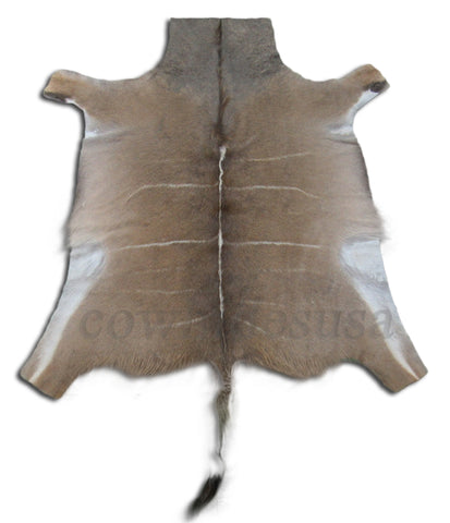 African Greater Kudu Skin Size: 5.3' X 5.5' Antelope Rug Buck Skin Kudu Skin-32