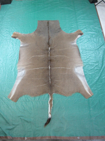 African Greater Kudu Skin Size: 5.3' X 5.5' Antelope Rug Buck Skin Kudu Skin-32