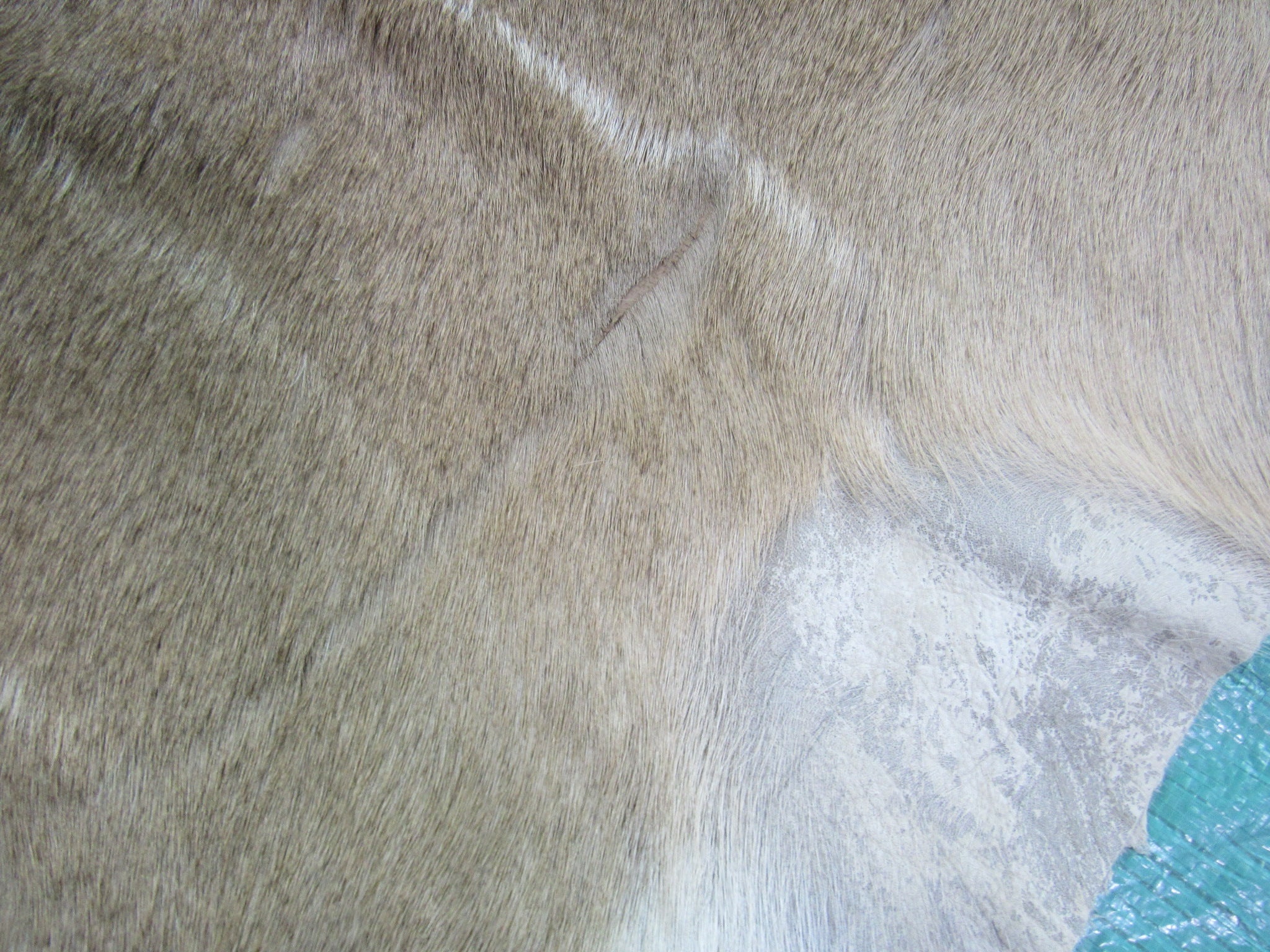 African Greater Kudu Skin Size: 5.5' X 4.6' Antelope Rug Buck Skin Kudu Skin-34
