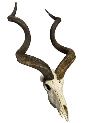 HUGE Real Kudu Skull - Real African Antelope Skull - Huge Horns (Horns are 56" measured around curls)