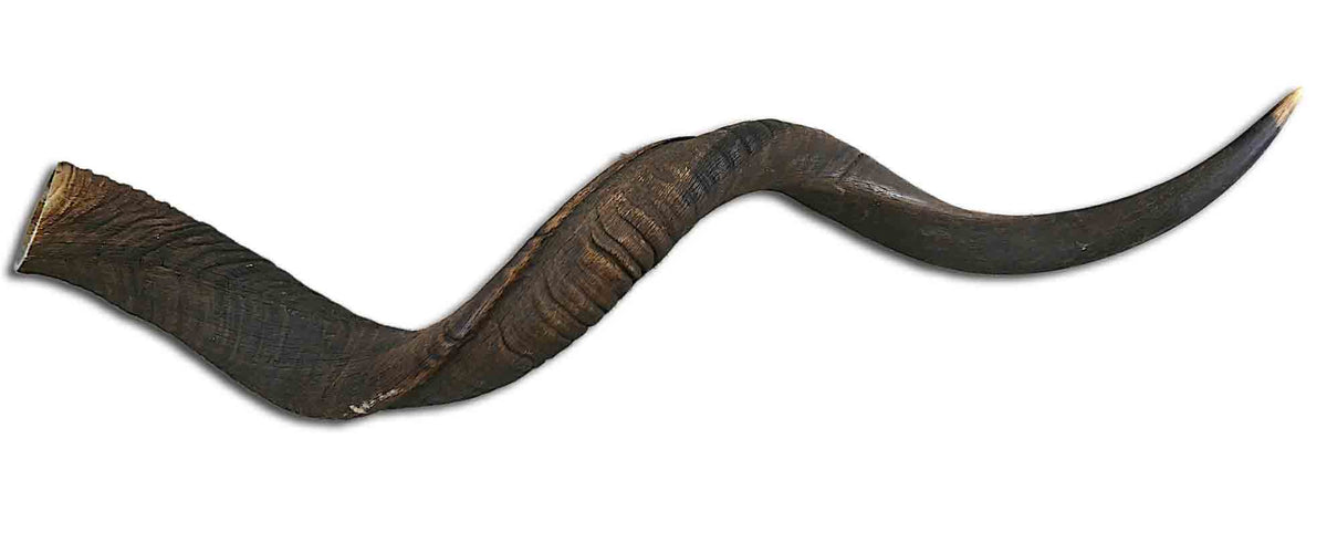 1 Natural Kudu Horn African Antelope Outer Horn Oiled Size L