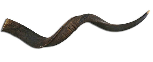 Corne de koudou naturelle, corne extérieure d'antilope africaine, taille XXL