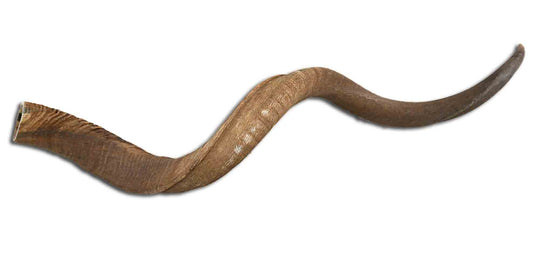 1 corne de koudou naturelle, corne extérieure d'antilope africaine huilée, taille L