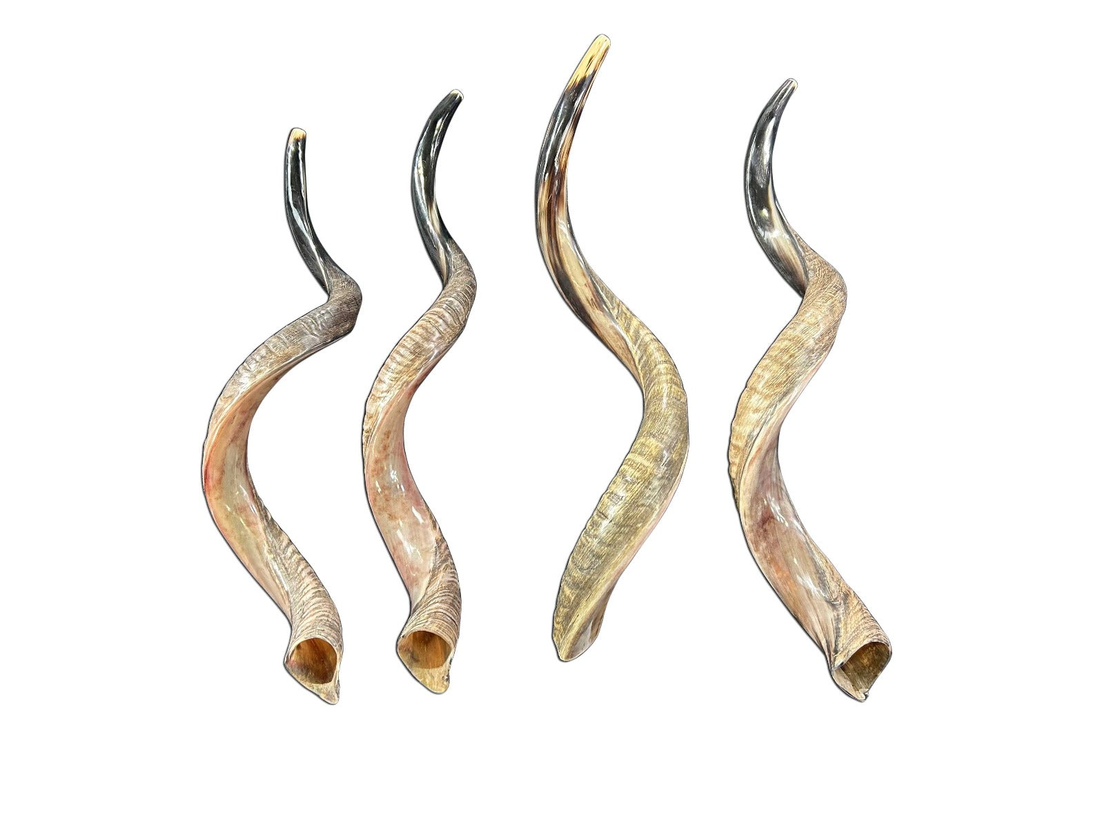Kudu Horn Shofar Trumpet, African Antelope Shofar Size L (Half Polished Half Natural) - LARGE Size: Approx. 30" (measured straight)