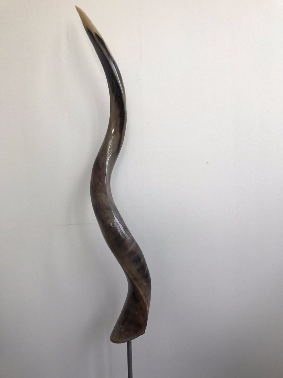Polished Kudu Outer Horn on Metal Stand- African Antelope Polished Horn Stand