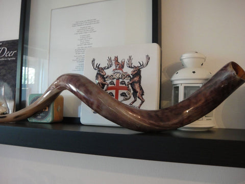 1 Polished Kudu horn size: XL African antelope polished horn Animal Horn Deer Horn