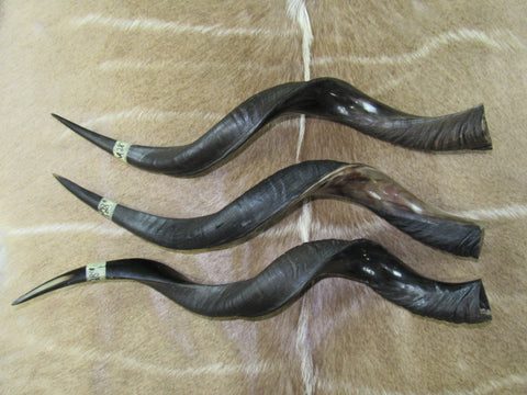 Kudu Horn African Antelope Outer Horn Size Medium (Half Polished Half Oiled)