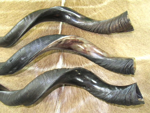 Kudu Horn African Antelope Outer Horn Size Medium (Half Polished Half Oiled)