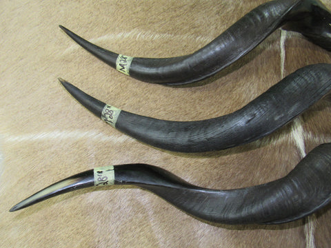 Kudu Horn African Antelope Outer Horn Size Medium (Half Polished Half Oiled)