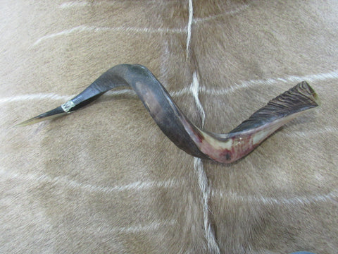 Kudu Horn African Antelope Outer Horn Size Medium (Half Polished Half Oiled)