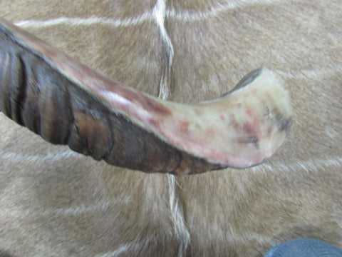 Kudu Horn African Antelope Outer Horn Size Medium (Half Polished Half Oiled)