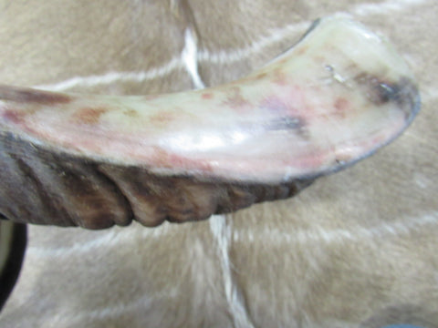 Kudu Horn African Antelope Outer Horn Size Medium (Half Polished Half Oiled)