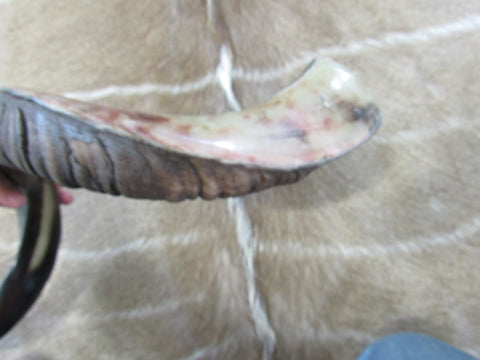 Kudu Horn African Antelope Outer Horn Size Medium (Half Polished Half Oiled)