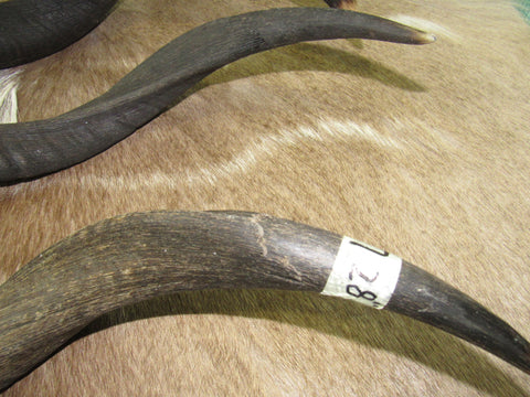 Kudu Horn African Antelope Outer Horn Size Medium (Natural)