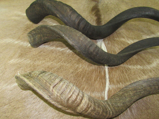 Corne de koudou, corne extérieure d'antilope africaine, taille moyenne (naturelle)