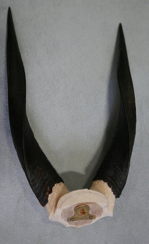 BUSHBUCK SKULL Antelope Horns TAXIDERMY ANIMAL SKULL SAFARI Bushbuck Skull