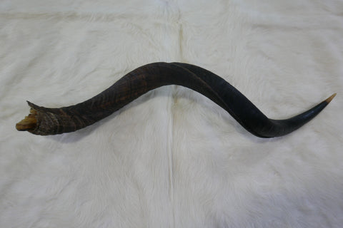 Natural Kudu Horn African Antelope Outer Horn Size XL