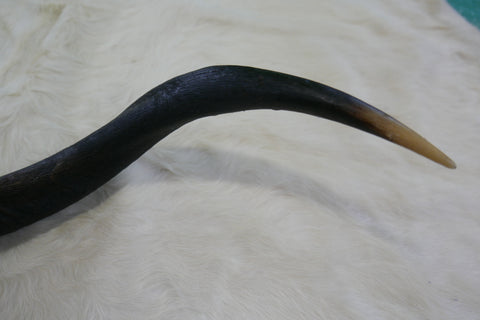 1 Natural Kudu Horn African Antelope Outer Horn Oiled Size L