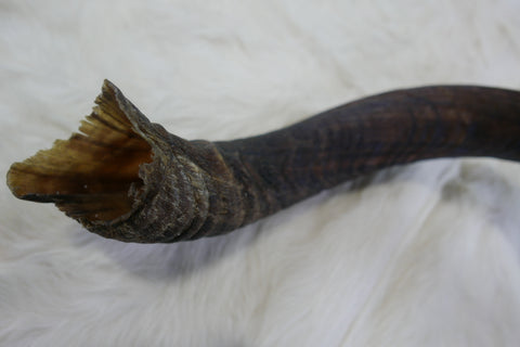Natural kudu horn size XL African antelope oiled outer horn Animal Horn Deer Horn