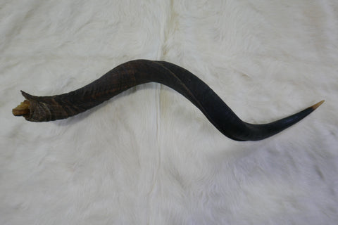 1 Natural Kudu Horn African Antelope Outer Horn Oiled Size L