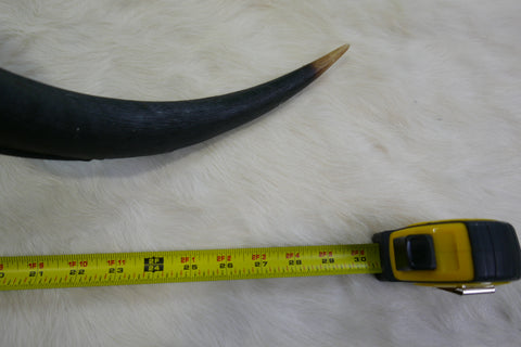 1 Natural Kudu Horn African Antelope Outer Horn Oiled Size L