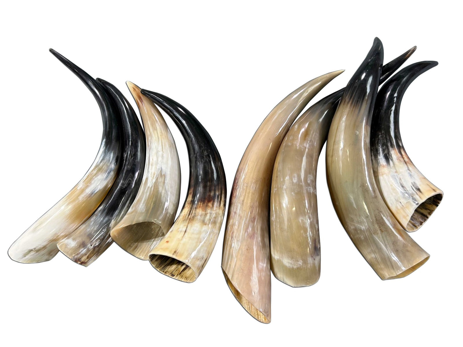 Ox Horn Shell 1 Polished Ox Horn – Cowhides USA
