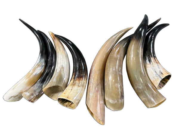 4 Polished store Cow Horns #1629 Natural colored