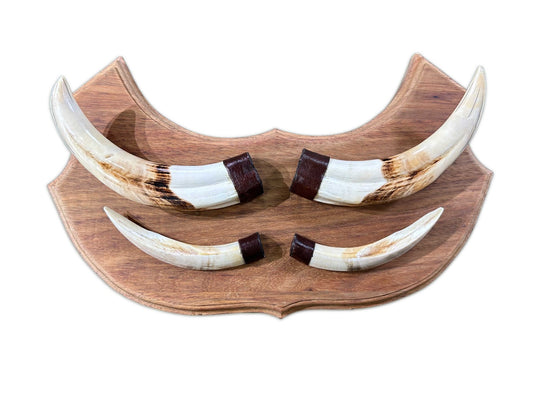 Pig Teeth on Wooden Plaque- Real Wild Pig Teeth - Size: About 15" wide X 9" tall X 1.5" deep