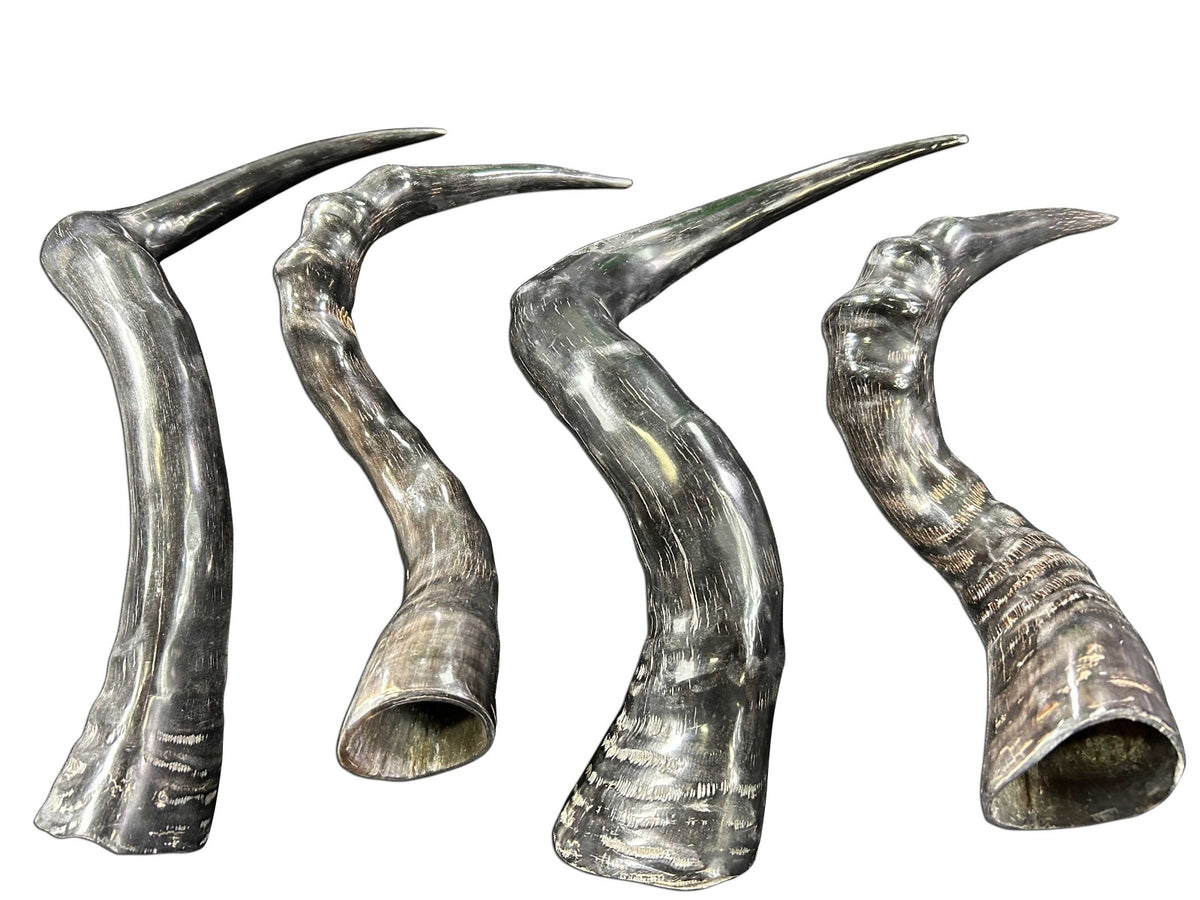 1 Polished Red Hartebeest Horn, Antelope Horn, Polished Antilope Horn, Deer Horn Average Size: 19 to 21 inches long